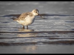 Carl Lane - Sanderling - Highly Commended.jpg